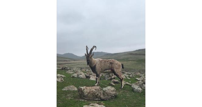 Yaralı dağ keçisi tedavi altına alındı