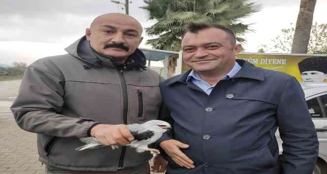 Osmaniye’de yaralı bulunan kızıl şahin ve ak çaylak tedaviye alındı