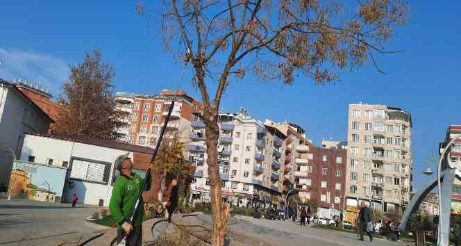 Siirt’te ağaç budama çalışmaları başladı