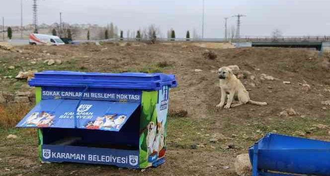Karaman’da sokak hayvanları için beslenme noktaları yapılıyor