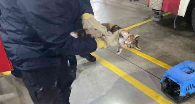 Veteriner kliniğine gitmek istemeyen kedi torpidoda saklandı