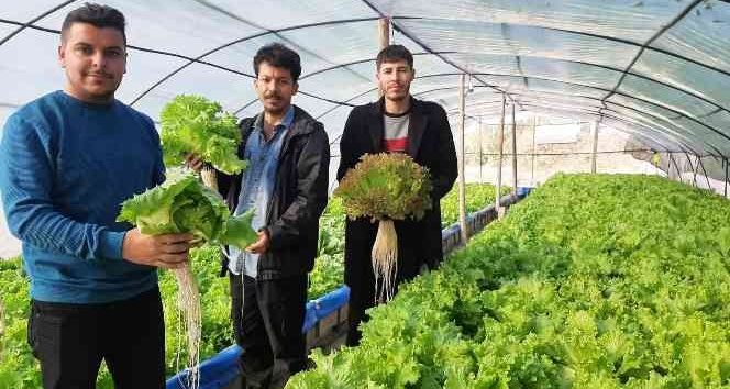 Üç genç kurdukları serada topraksız tarım yapıyor