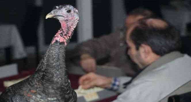 45 yıllık gelenek ’baba hindi’li okey turnuvası