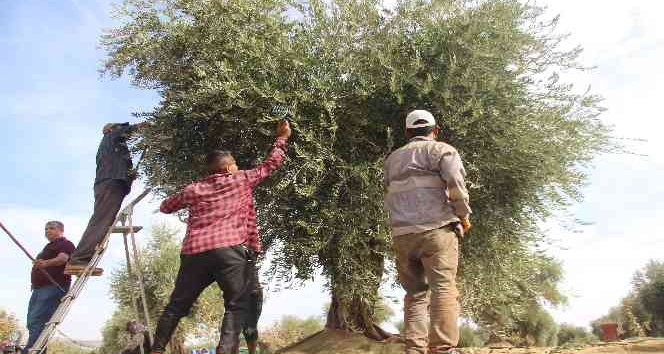 Kilis’te zeytin hasadında sona gelindi