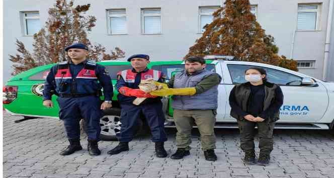 Jandarmanın bulduğu yaralı şahin koruma altına alındı