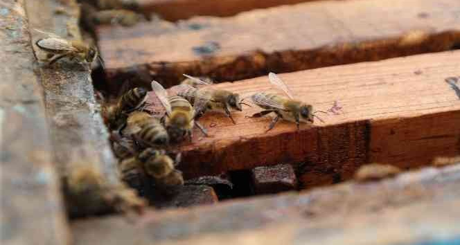 Arılar bu uygulamalarla kışın da güvende