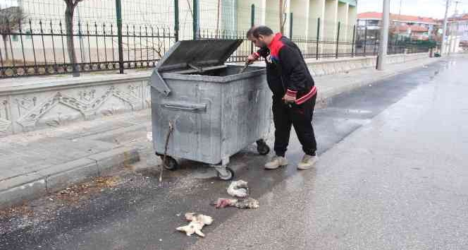 ’Kedilerin derisini yüzdüler’ ihbarına giden polis tavşan derisi buldu