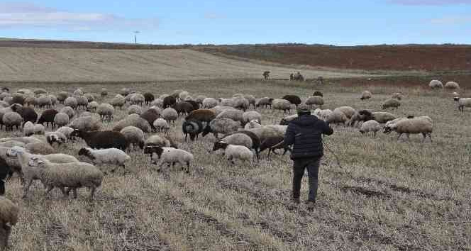Kars’ta kar olmayınca hayvanlar meralara salındı