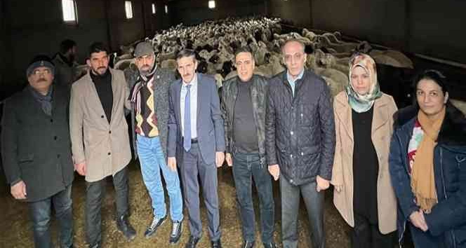 Malatya’da Akkaraman ırkı koyun yetiştiriciliği yaygınlaştırılıyor