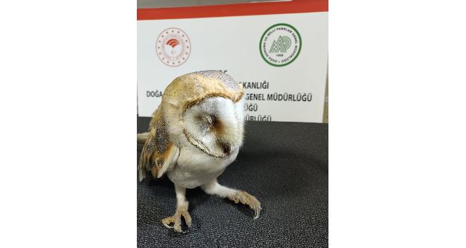 Otomobil çarpması sonucu ağır yaralanan peçeli baykuş tedavi altına alındı