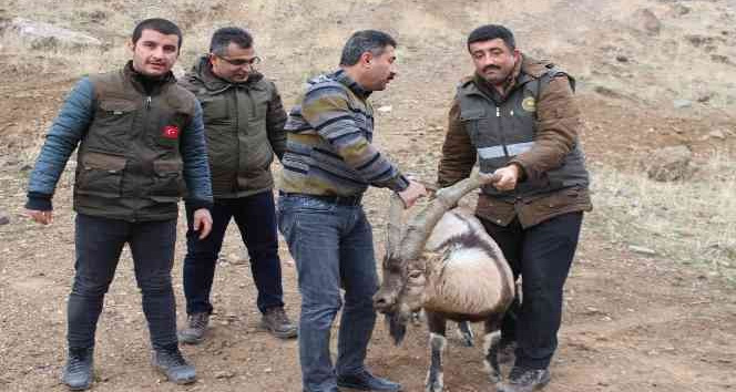 Tedavisi tamamlanan yaban keçisi yeniden özgür