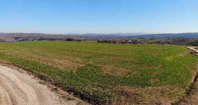 Kırklareli’de son yağışlarla buğday tarlaları yeşillendi