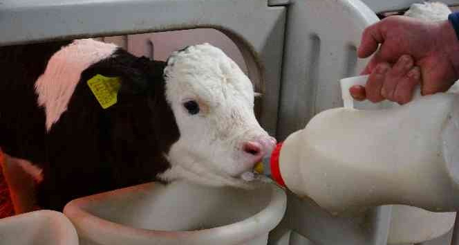 Biberonla beslenen buzağılara bebek gibi bakıyorlar