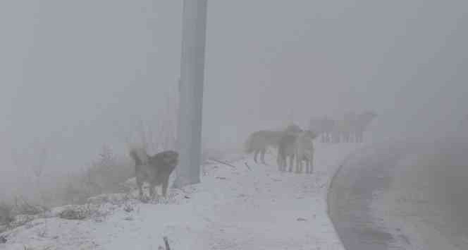 Erzincan’da başıboş sokak köpekleri tehlike saçıyor