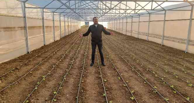 Tekirdağ seracılığında hedef İstanbul pazarı