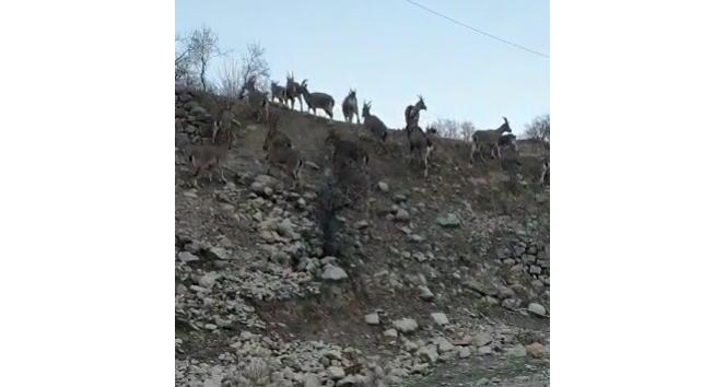 Yaban keçilerinin ilçe halkını mutlu eden istilası
