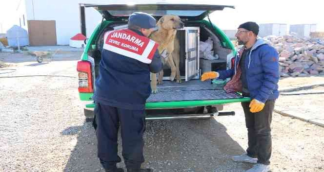 Karaman’da yaralı köpek koruma altına alındı