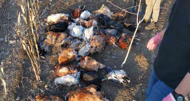 Başıboş köpekler bahçeye girdi, 37 tavuğu telef etti