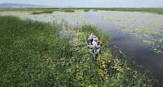 Nilüfer deryasında muazzam değişim