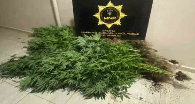 Saksıda kenevir yetiştirmiş