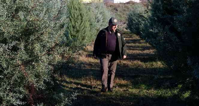 Ormancılar, yılbaşı öncesi çam ağacı kesimine karşı nöbette