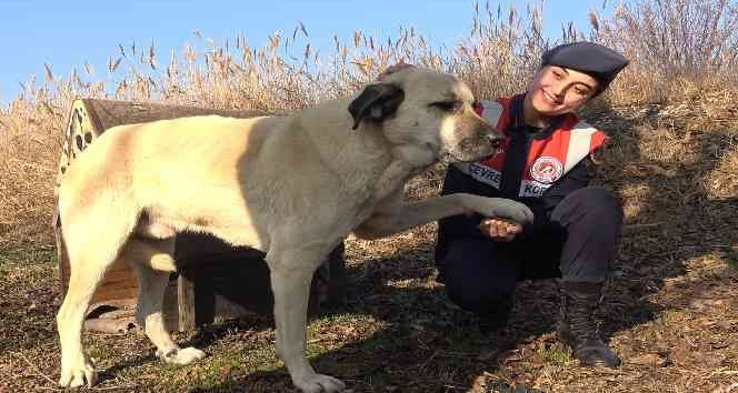 Jandarma ekipleri, sokak hayvanları için kulübe yaptı