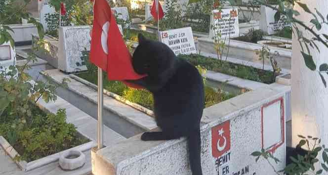 Kedi, şehitlikteki Türk bayrağını öptü