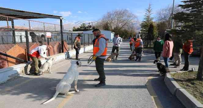 Niğde’de tehlikeli köpeklere uyum eğitimi veriliyor
