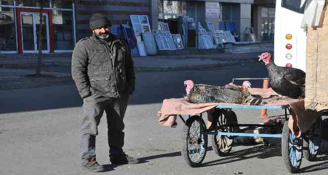Kars’ta yılbaşı hindileri el yakıyor