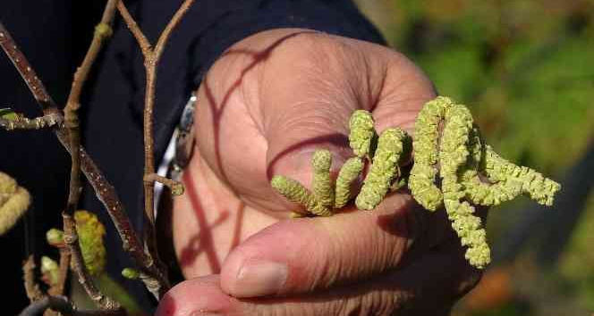 Fındıkta ‘yalancı bahar’ tehlikesi: Ciddi rekolte kaybı yaşanabilir