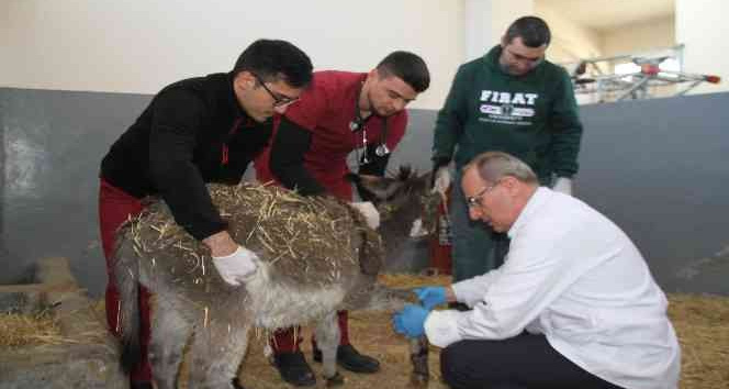 Fırat Üniversitesi Hayvan Hastanesi’nde bir yıl 7 bin 600 hayvan tedavi edildi