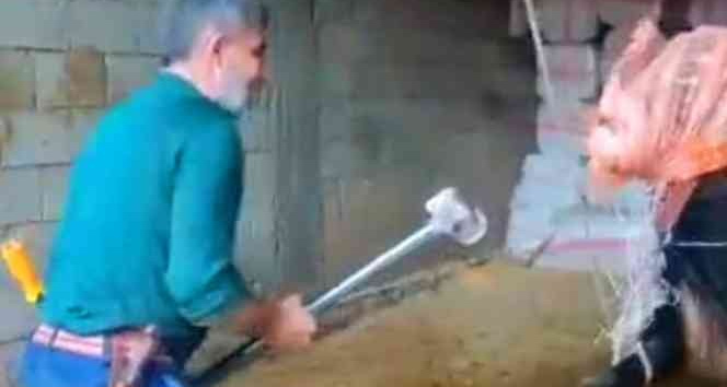 Mardin’de ‘boğaya şiddet’ davası 16 Şubat’a ertelendi