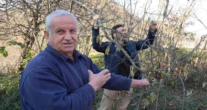 Fındıkta korkutan tehlike
