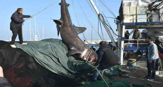 İzmir’de ağlara 2 ton ağırlığında, 10 metrelik köpekbalığı takıldı
