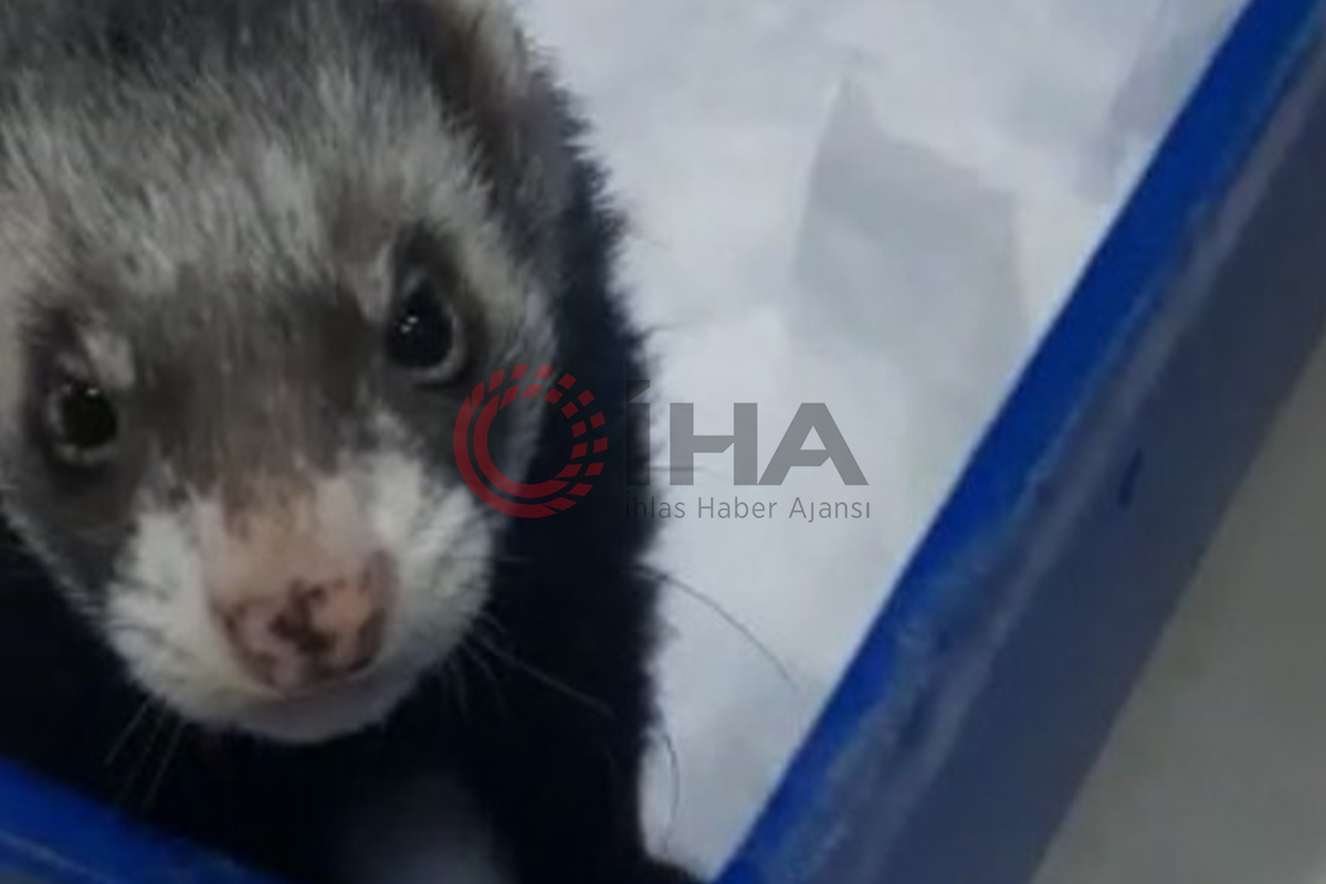 İstanbul’da 11 gelinciğe çip takıldı