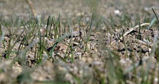 Yozgat’ta beklenen yağışların gelmemesi hububat üreticisini endişelendirirken, uzmanlara göre ciddi bir tehlike yok