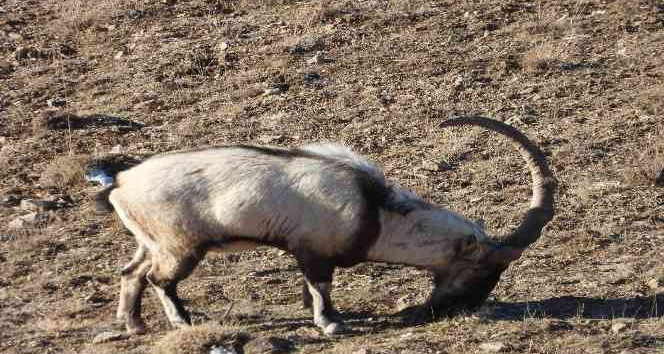 Van’ın tek boynuzlu dağ keçisi 3 yıldır aynı bölgede