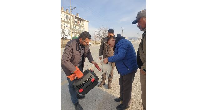 Kedinin imdadına HAYDİ ekipleri yetişti