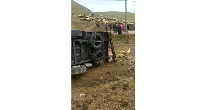 Batman’da koyun taşıyan tır devrildi, onlarca koyun telef oldu
