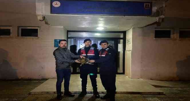 Yaralı şahine jandarma şefkati