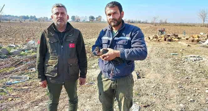 Yaralı bulunan çeltikçi kuşu ve kızıl şahin tedaviye alındı