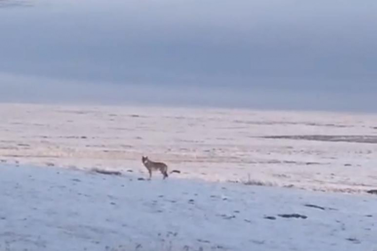 Dondurucu soğuk sebebiyle aç kalan kurt, Ardahan Ovası&#039;na indi