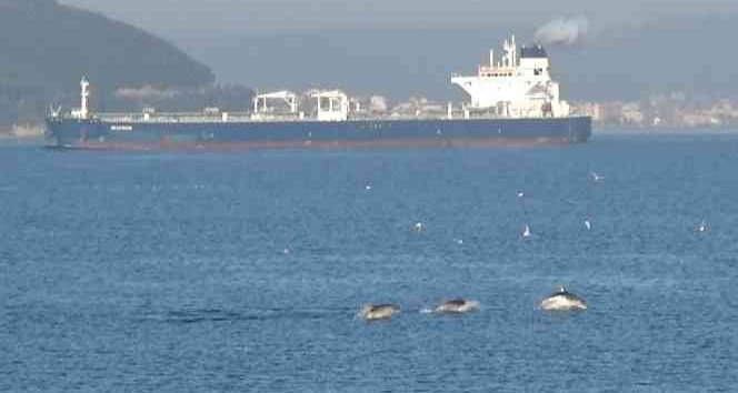 Çanakkale Boğazı’nda yunuslardan görsel şölen