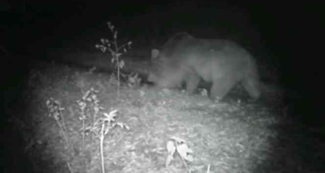 Doğa tutkunu, yaban hayatını kayıt altına aldı