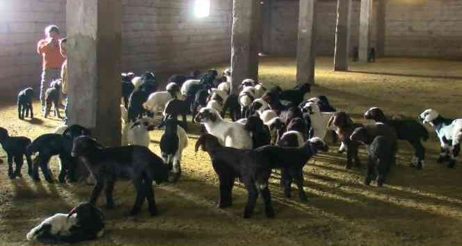 Muş’ta 550 bin kuzu ve 40 bin oğlağın doğumu bekleniyor