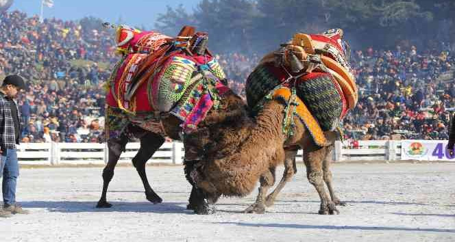 41. Uluslararası Efes Selçuk Deve Güreşleri Festivali başlıyor