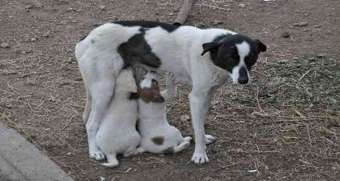 Kars’ta anne köpek yavrularını doyurdu