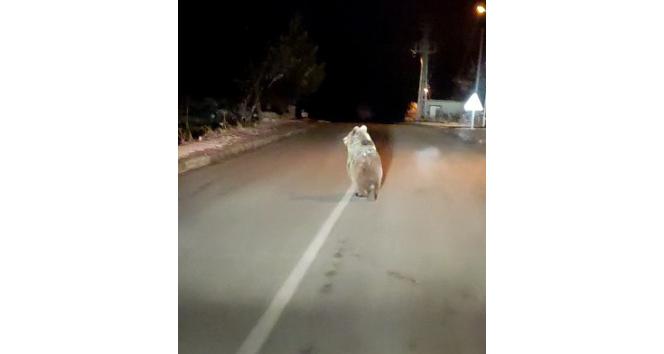 Yozgat’ta boz ayı yola indi