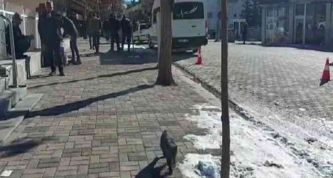 Hozat’ta kuduz karantinası: Sokak hayvanları aşılanıyor