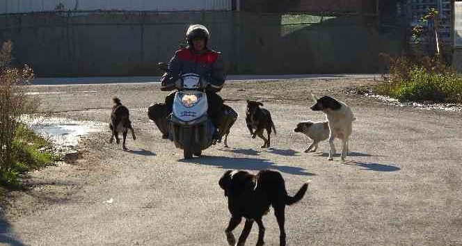 Okurlar gazeteyi, sokak hayvanları onu bekliyor